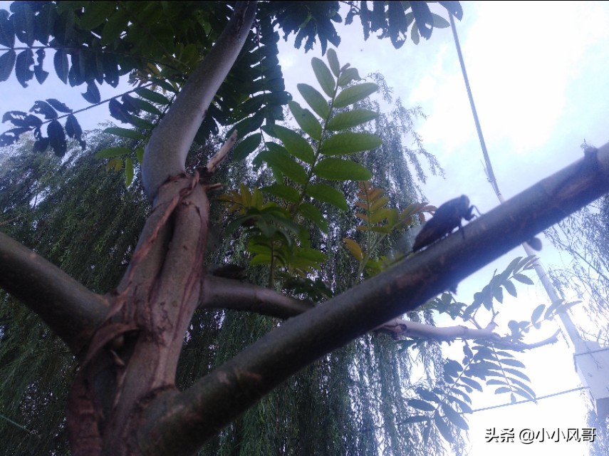 养蝉的过程,小时候养蝉的回忆