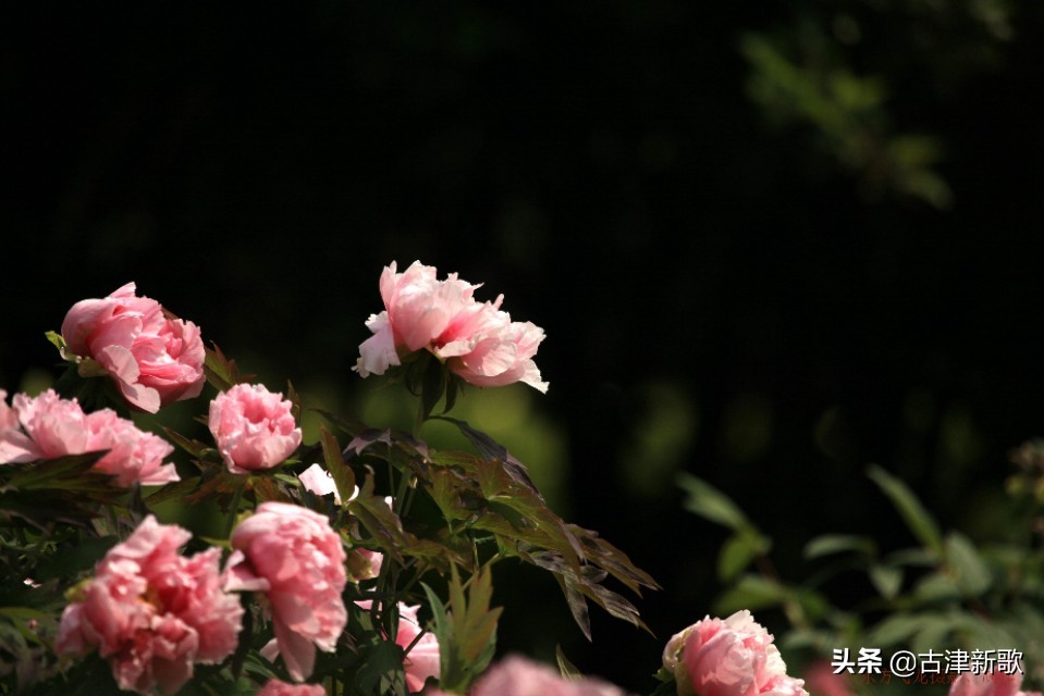 最美牡丹诗词20首,研究牡丹花