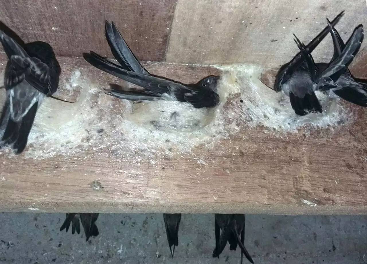 燕窝放一段时间炖就化了怎么回事,燕窝发霉要怎么保存