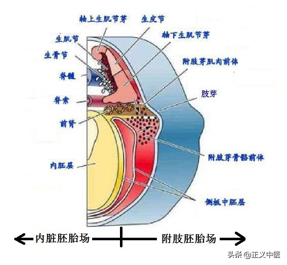 脾主运化的生理有什么表现,脾主四肢是什么意思
