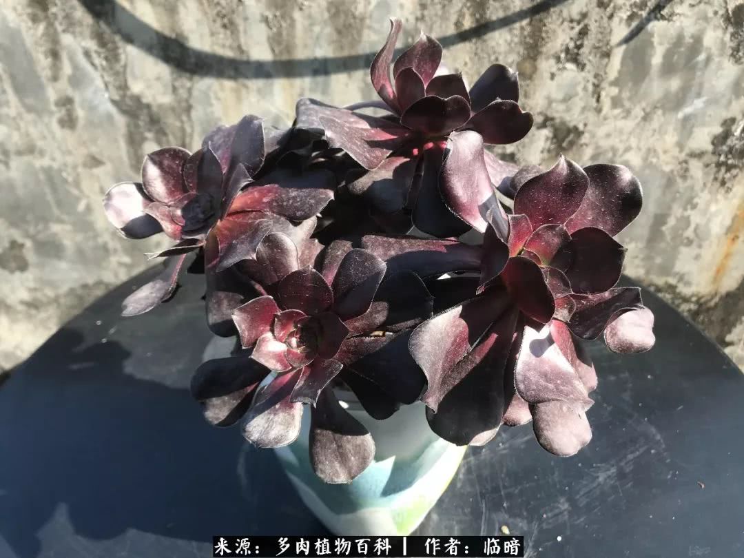 多肉带给我的感情,多肉给人们带什么作用