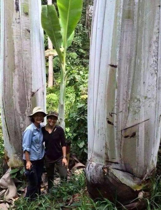 世界上最大芭蕉树多少公分,最大芭蕉树