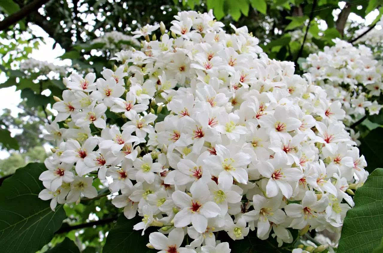 三春归处繁花尽，桐花半落饯春行——守护春天的飘零，桐花的深情