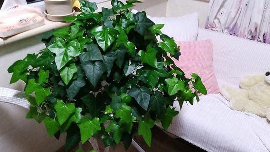 有什么东西可以防止吸入二手烟,什么东西能消除二手烟的危害