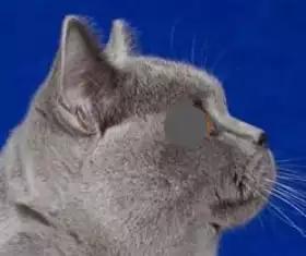 英国短毛猫怎么看品相赚钱,国际爱猫协会发声