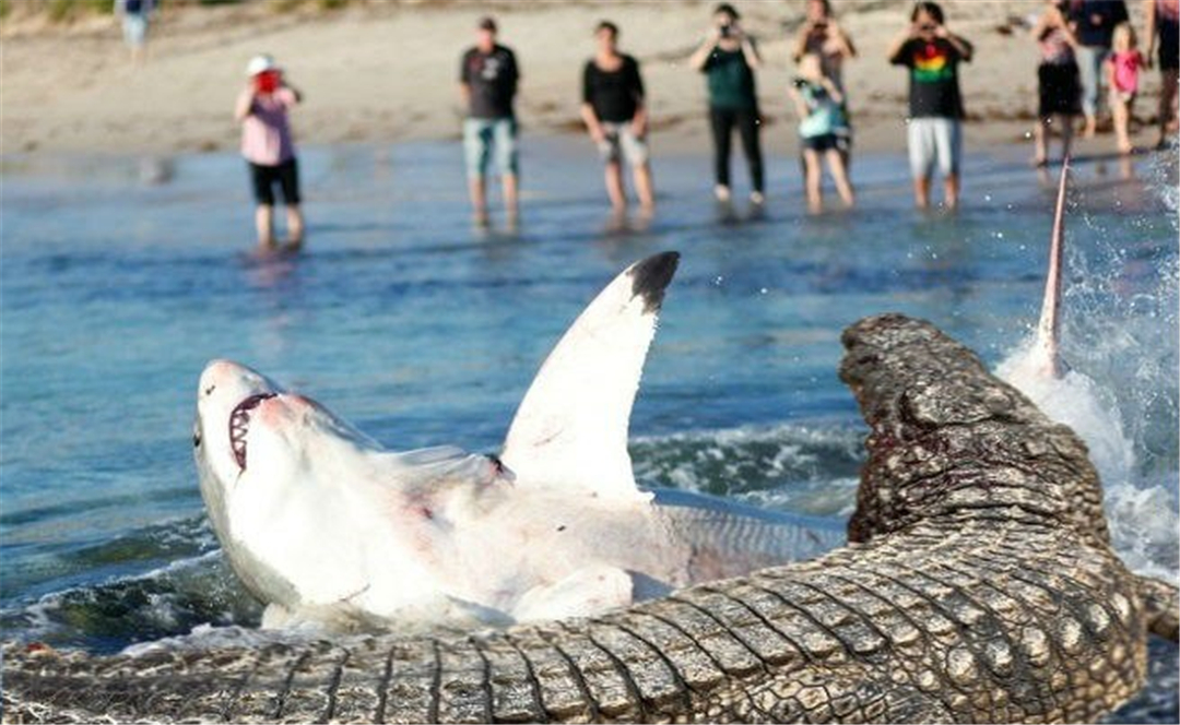 大白鲨和咸水鳄体型对比,大白鲨能在多深水游动