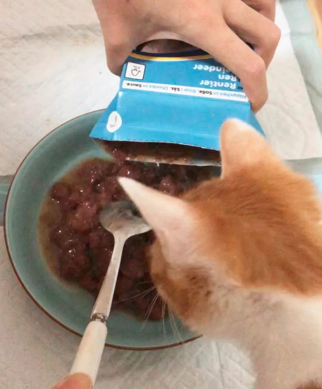 德国进口猫咪罐头,德国小李子猫咪主食罐头测评