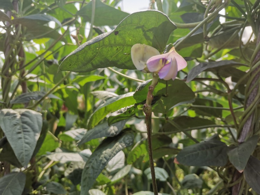 豆角钻心虫防治办法,豆角里面的钻心虫用什么药防治