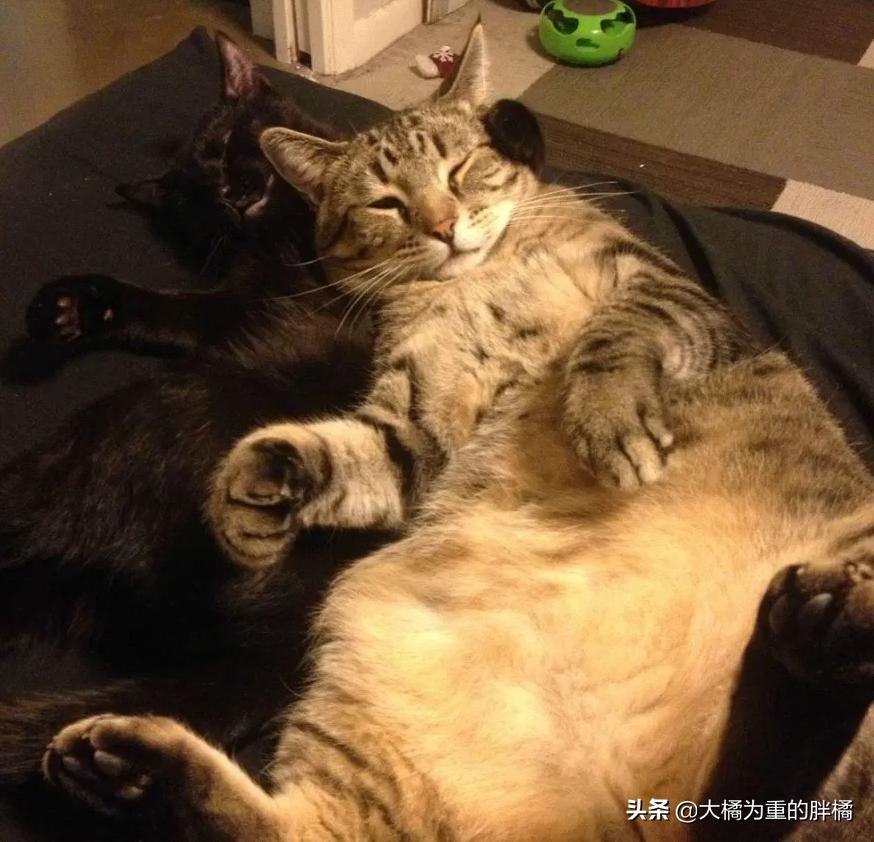 猫咪丢失5天后被流浪猫送回家,黑猫被大叔带回来