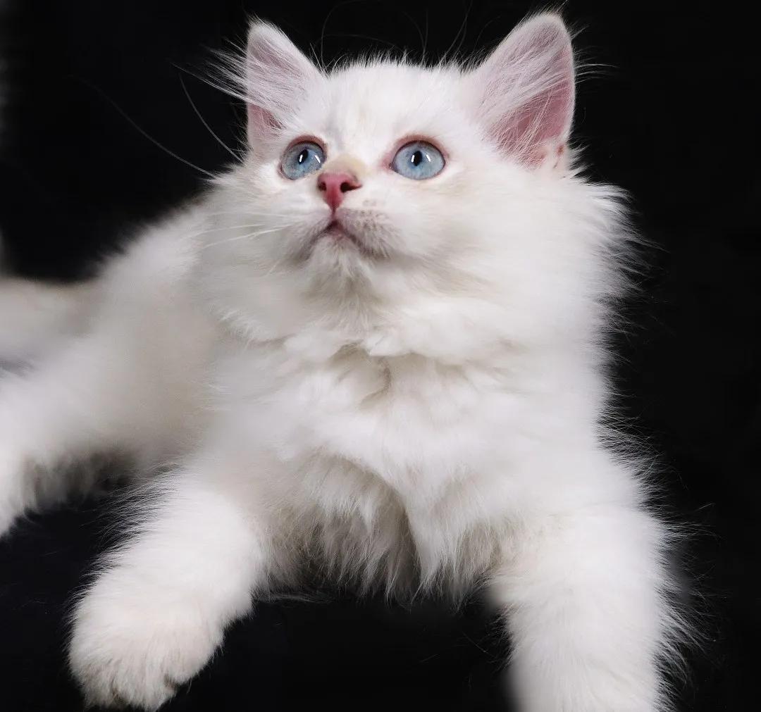 如何给小猫驱虫,捡小猫怎么驱虫