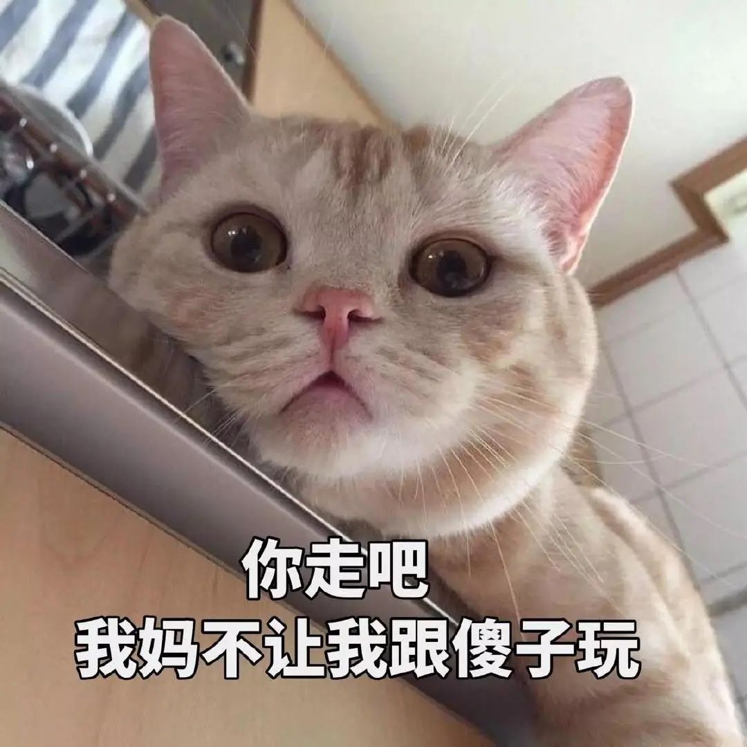 夏天驱蚊对猫有影响吗,夏天喷洒什么药杀死蚊子苍蝇