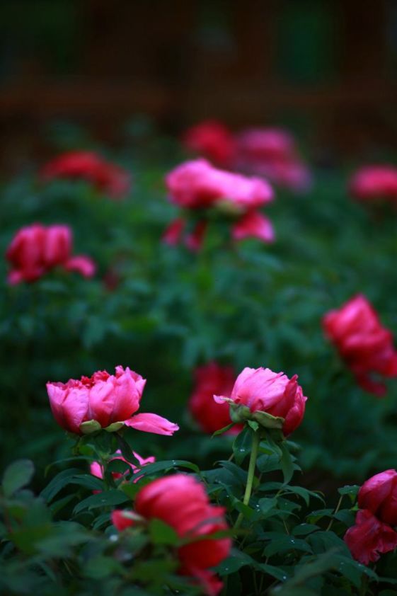 有关谷雨的诗词名句,谷雨诗词汇总