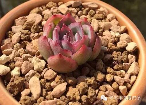 多肉月影系有哪些品种,月影系多肉品种大全