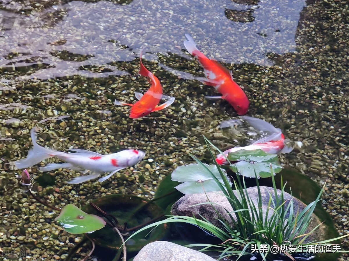 养了一周的金鱼不吃饲料怎么办,金鱼一直没喂饲料怎么存活下来的