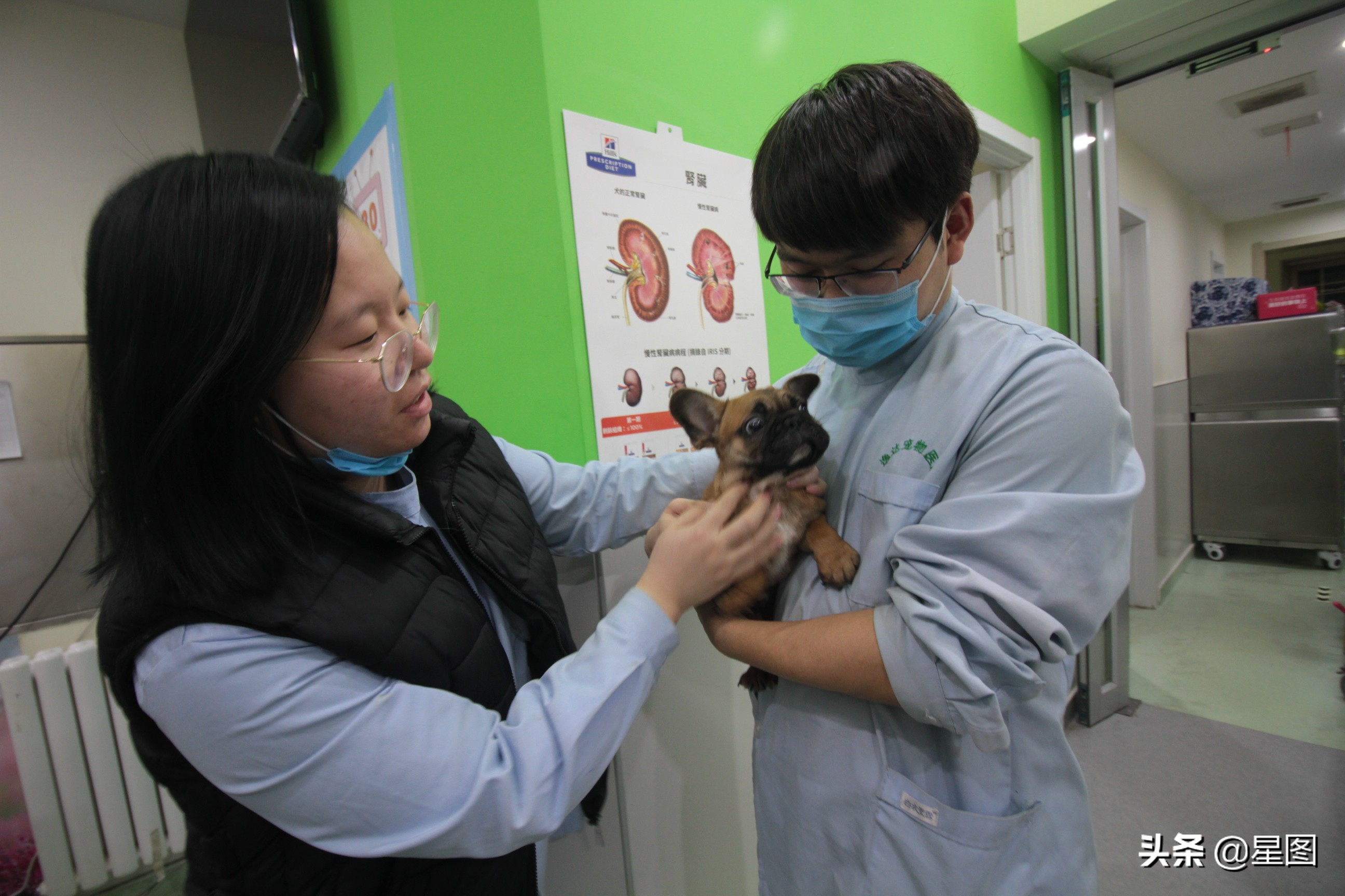 家庭式宠物猫寄养前景,猫舍年关寄养费