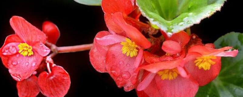 丽格海棠烂茎了是什么原因,丽格海棠杆烂怎么处理