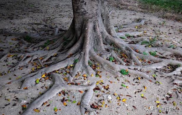 什么树对土壤破坏最严重,哪些植物的根会破坏墙体