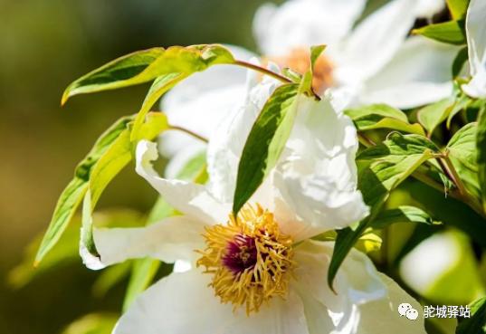 榆林牡丹园,榆林千年牡丹园