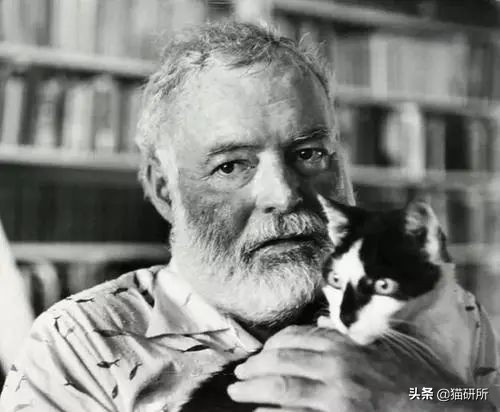 猫爪有什么隐藏的秘密,猫爪爪有哪些冷知识