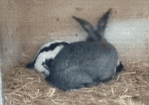 兔女郎的由来，没想到看似单纯的兔子原来这么“色”