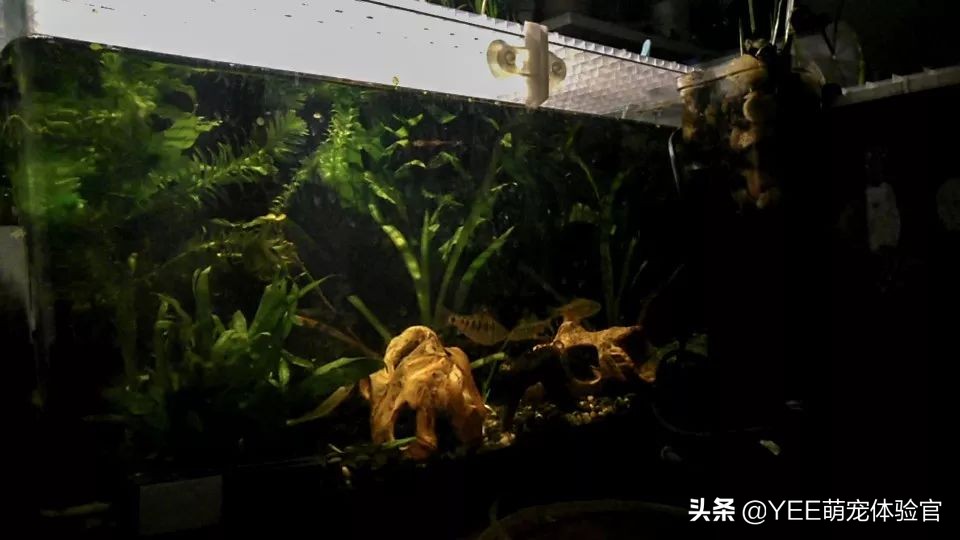 硝化细菌无处不在吗,有没有真正有用的硝化细菌