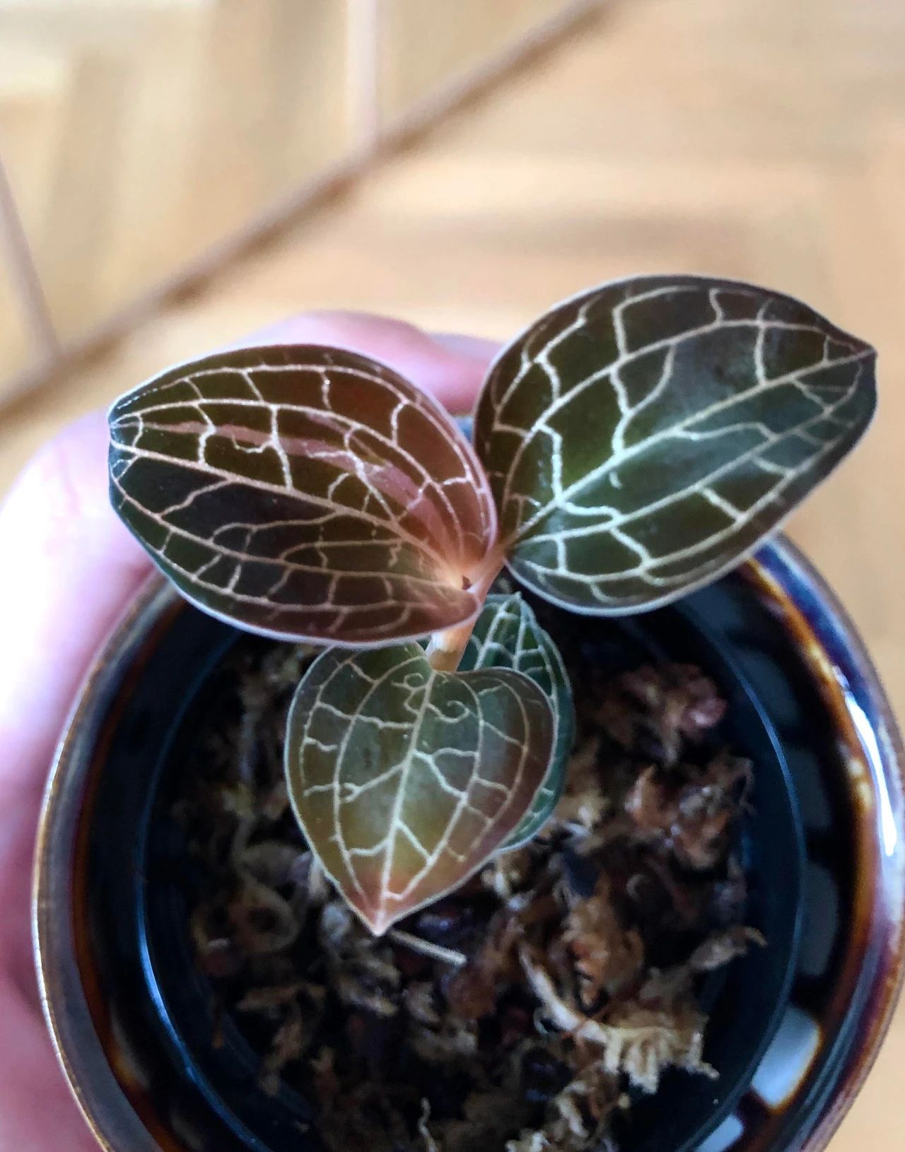 绿翡翠宝石兰植物,宝石兰植物