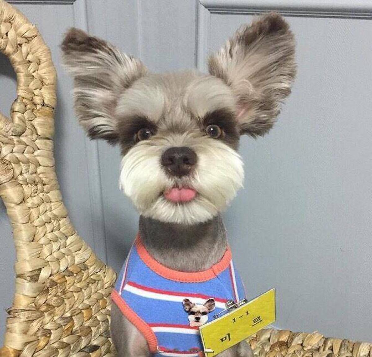 不掉毛无体味性格温顺的小型犬,宠物狗大全表