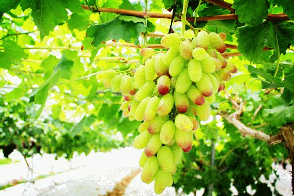 文旅资讯站|慈溪市第十六届葡萄节暨灾后复产现场会顺利举行