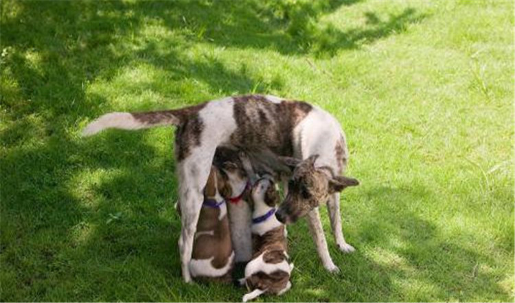 狗妈妈生了几天为什么总刨地,狗妈妈生了小狗要注意什么