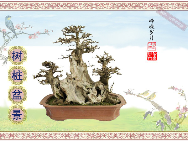 鏍戞々鐩嗘櫙楂樻竻鍥剧墖,姒旀鐩嗘櫙鏍戞々