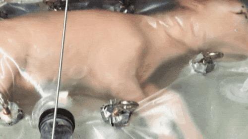 现在人造子宫成熟了吗,人造子宫是否会在2025年成功