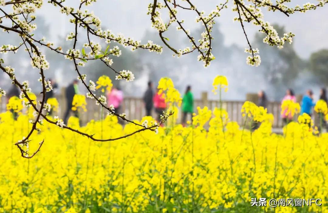 油菜花都谢了还没有人来,油菜花都开了春天还会远吗