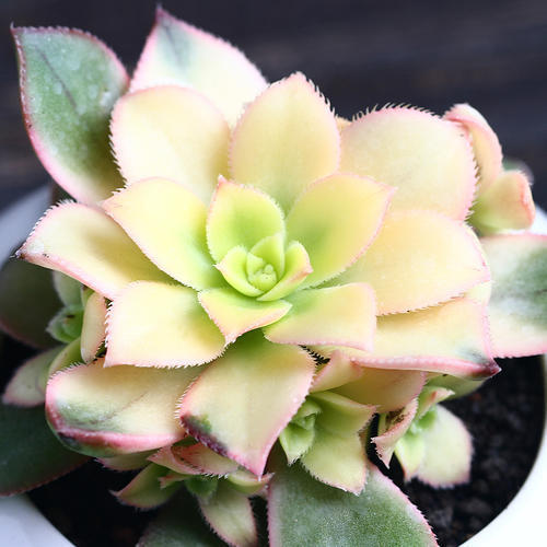 气温高的夏天多肉如何养护,高温夏天多肉怎么养出状态