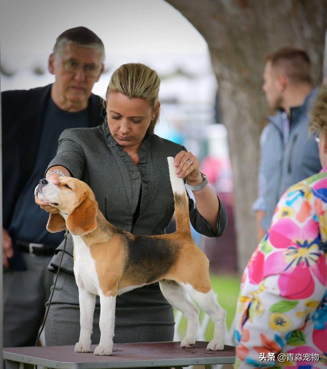 狗狗吃撑了呕吐拉稀怎么办,狗狗感冒了呕吐喂什么药好