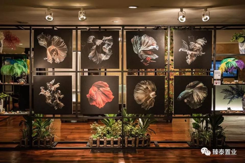 暹罗斗鱼——色与美的战舞