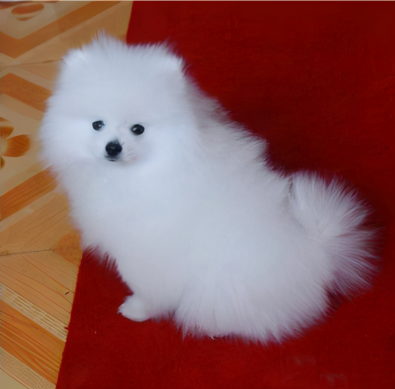 博美软便怎么办,博美拉稀臭味怎么回事