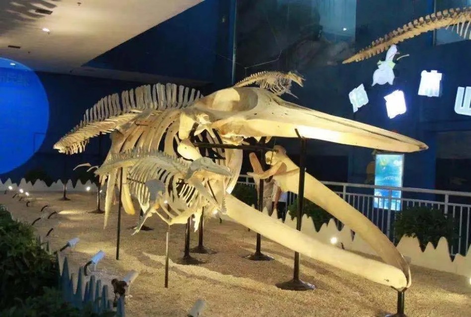 西安带孩子们最值得去的海洋公园,遛娃海洋馆打卡视频