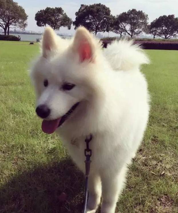 给萨摩耶犬剃毛,给萨摩耶剃毛怎么才能让它不动