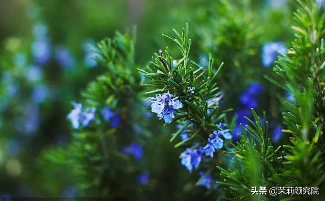 新手必备10款基础精油,单方精油40种精油的功效与用法