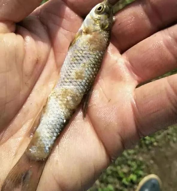 鱼塘水霉病是什么原因引起的,鱼塘爆发水霉