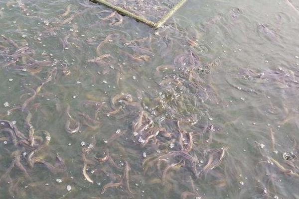 养殖泥鳅的技术中国哪里最好,现在养殖泥鳅前景如何