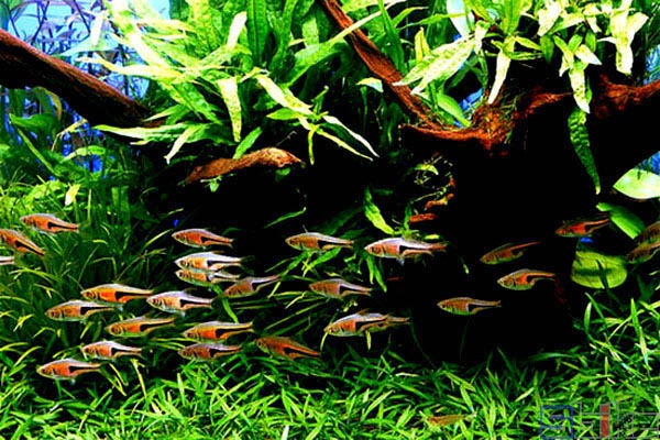 小型观赏鱼金三角灯,库尔勒金三角观赏鱼