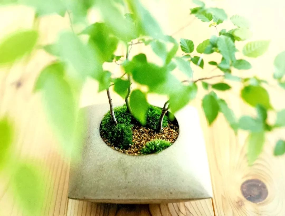 阳台养花垫片大全,去花盆小虫的小窍门