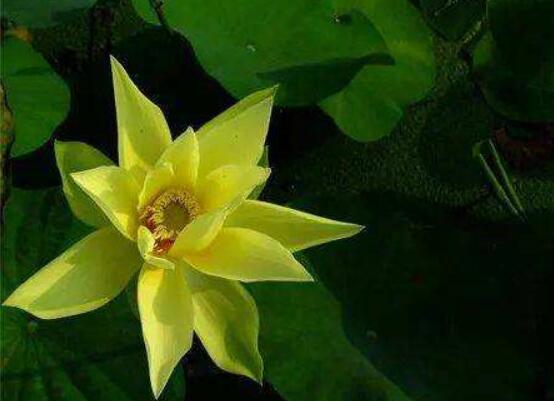 今天分享几十种荷花品种图鉴,荷花品种大全及名称图片