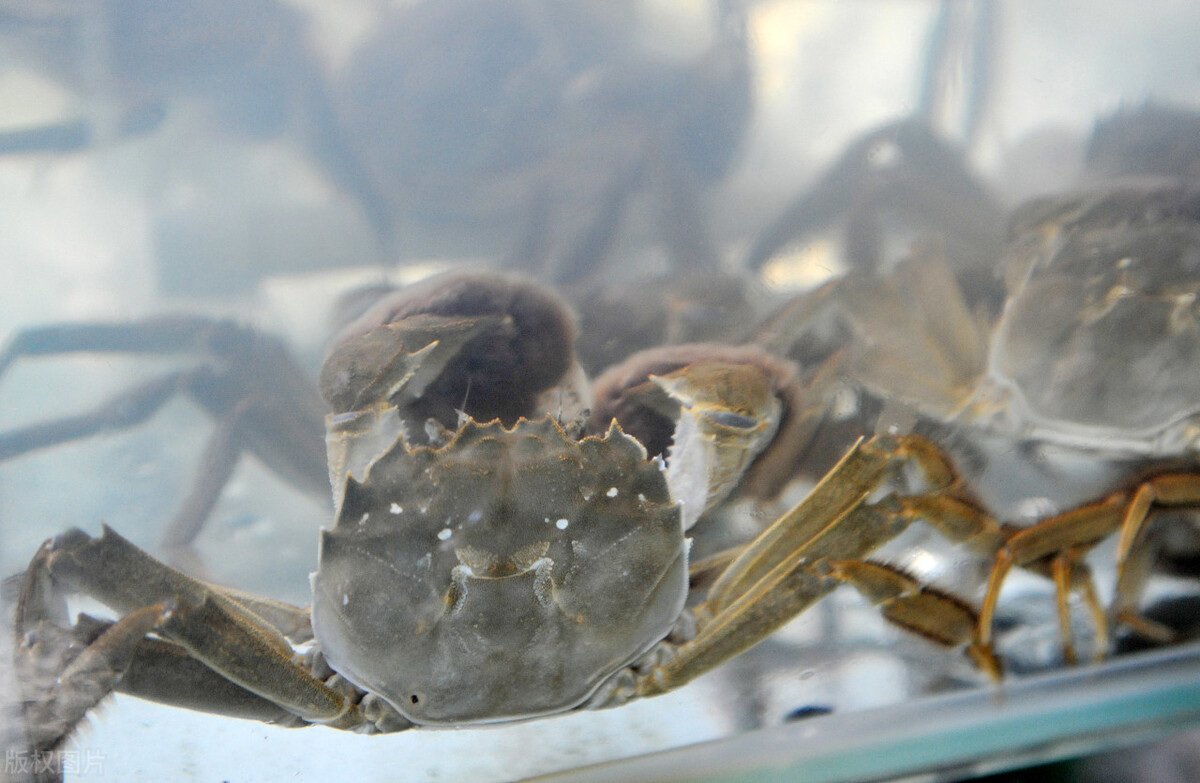 阳澄湖本地吃蟹攻略,苏州阳澄湖蟹