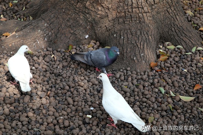 周末微旅行：秦望山麓访名校，白沙堤岸醉桃柳（第二季）