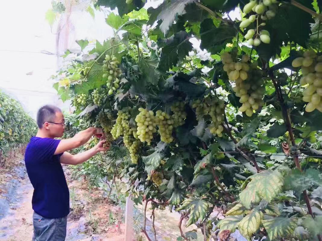 深圳石岩农场生态园攻略,深圳市石岩大树生态农场位置