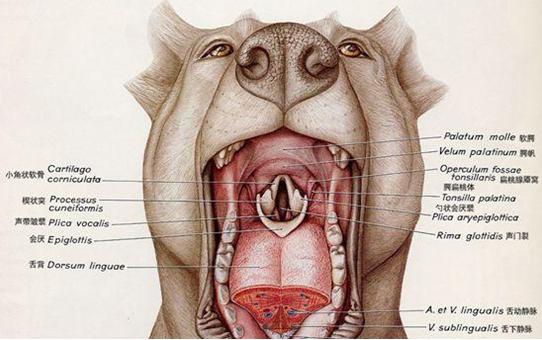 不能太把狗狗当回事,法斗犬一直打呼噜是怎么回事