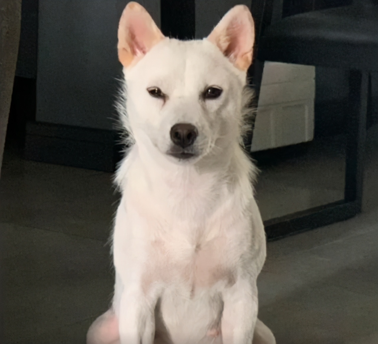 要不要让小狗生宝宝,该不该让狗生小孩