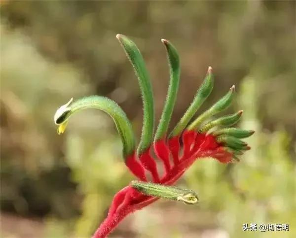 十种稀有长寿花,80个长寿花品种全都美极了